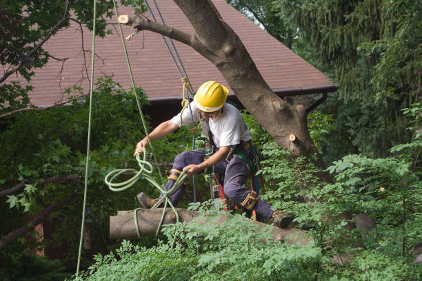 Best Arborist Consultation Services  in Chaffee, MO