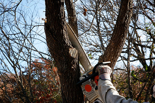 How Our Tree Care Process Works  in  Chaffee, MO