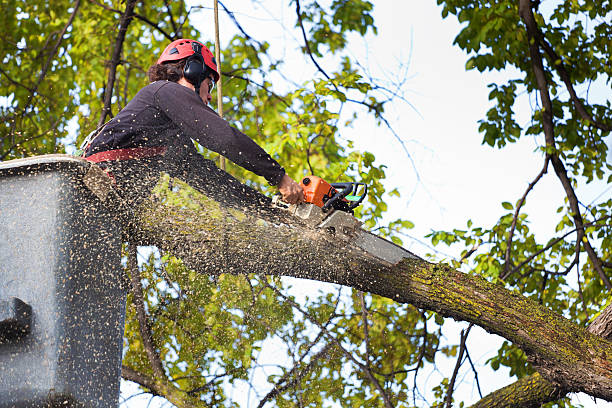 Best Lawn Mowing  in Chaffee, MO