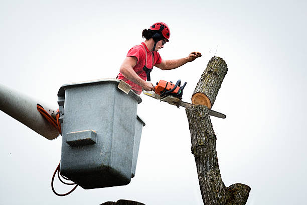 Trusted Chaffee, MO Tree Removal Services Experts