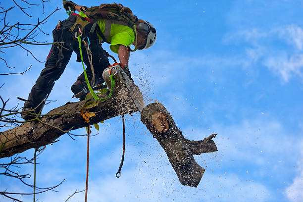 Best Tree Mulching  in Chaffee, MO